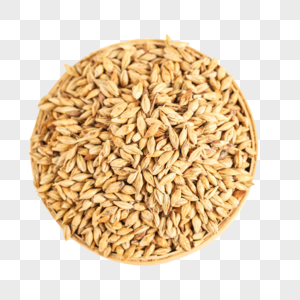 大麦苦荞麦茶大麦米高清图片