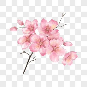 水彩樱花树枝粉色花骨朵图片
