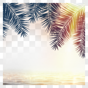 夏日阳光椰树海洋边框图片