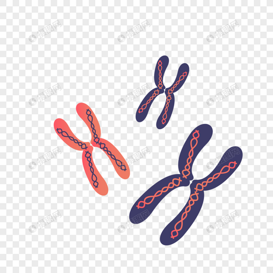 矢量染色体材料图片