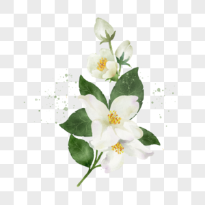 茉莉花植物图片 茉莉花植物素材 茉莉花植物高清图片 摄图网图片下载