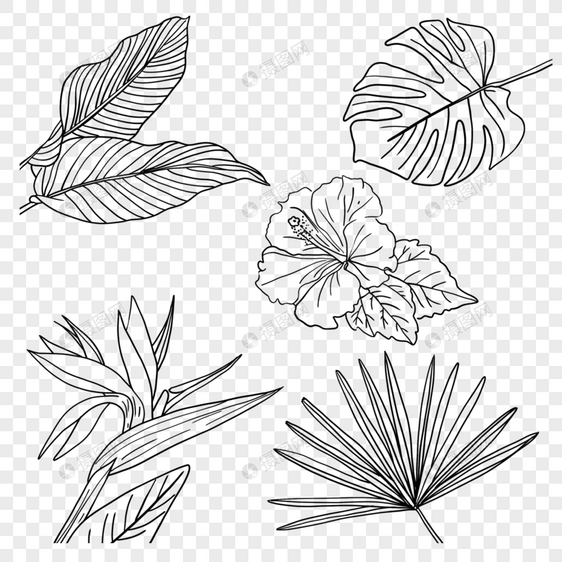 热带植物花卉叶子线稿天堂鸟木槿龟背竹叶棕榈扇叶图片