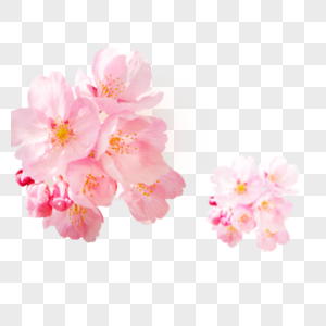 粉色浪漫樱花元素图片