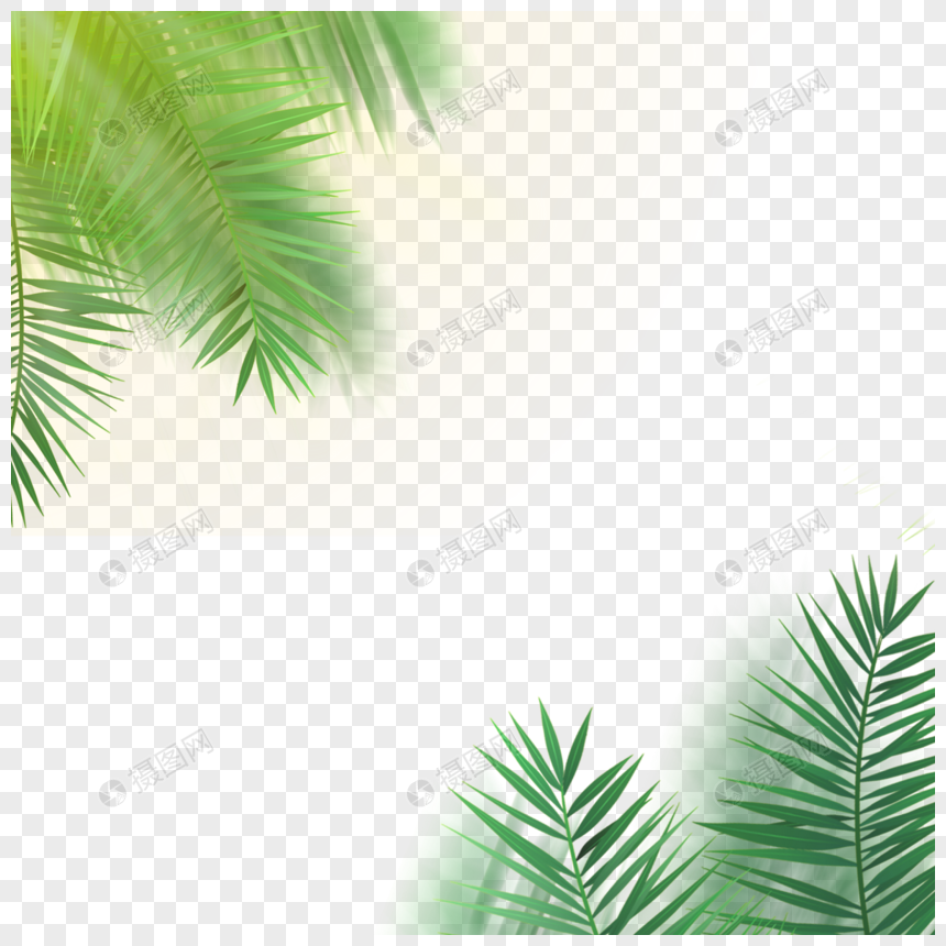 绿色的椰子叶边框图片