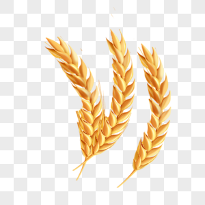 金色麦子粮食高清图片