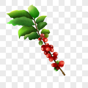 红色咖啡豆果实复古咖啡树叶高清图片
