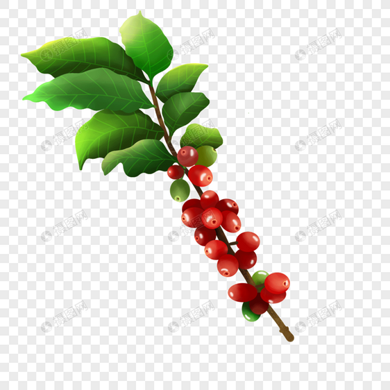 红色咖啡豆果实复古咖啡树叶图片
