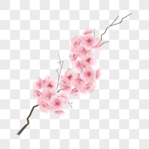 美丽的樱花水彩粉色樱花花朵图片