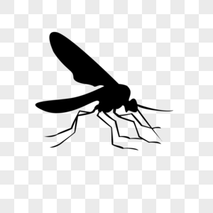 蚊虫图片