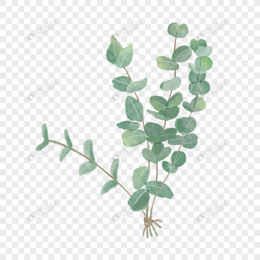 水彩一束植物叶子尤加利元素素材下载 正版素材 摄图网