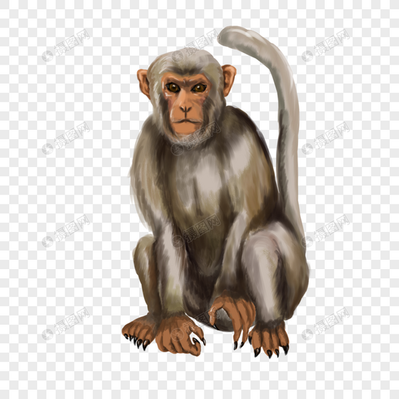 一只猴子图片