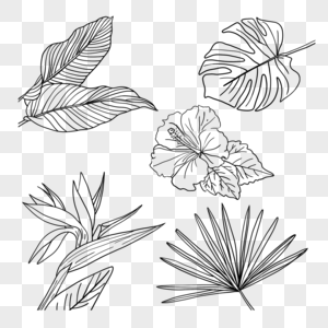 热带植物热带花卉热带树叶天堂鸟木槿龟背竹叶棕榈扇叶图片
