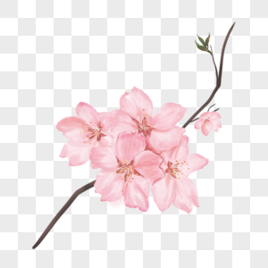 水彩粉色樱花花朵图片