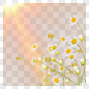 阳光照射下的小雏菊图片