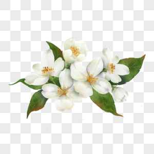白色茉莉花水彩花卉图片
