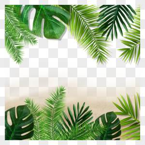 夏季沙滩植物绿叶绿植图片