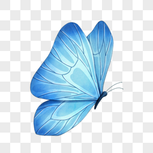 水彩蓝色美丽蝴蝶图片