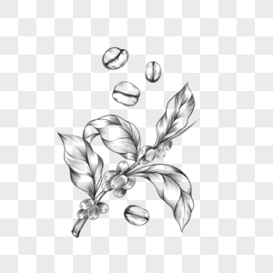 素描线条画咖啡豆咖啡叶植物插画图片