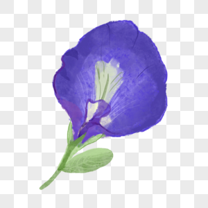 花朵蓝色蝶豆花图片绿叶高清图片