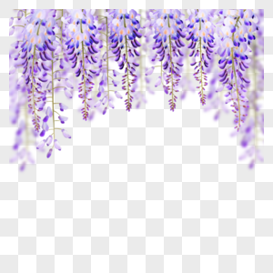 紫色紫藤花水彩花串图片