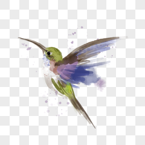 水彩蜂鸟鸟类写实图片