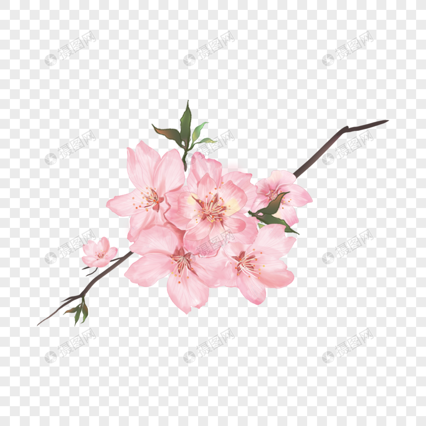 重瓣粉色樱花花朵水彩图片