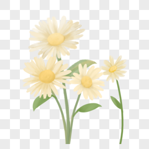 洁白雏菊花朵高清图片