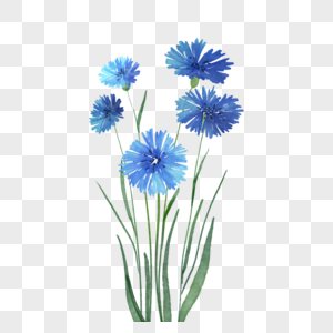 蓝色的花朵车矢菊花卉图片