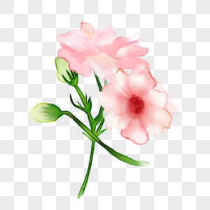 粉色抽象水彩花卉图片