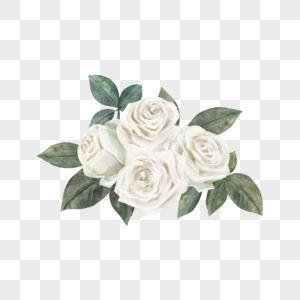 白玫瑰水彩晕染花卉图片