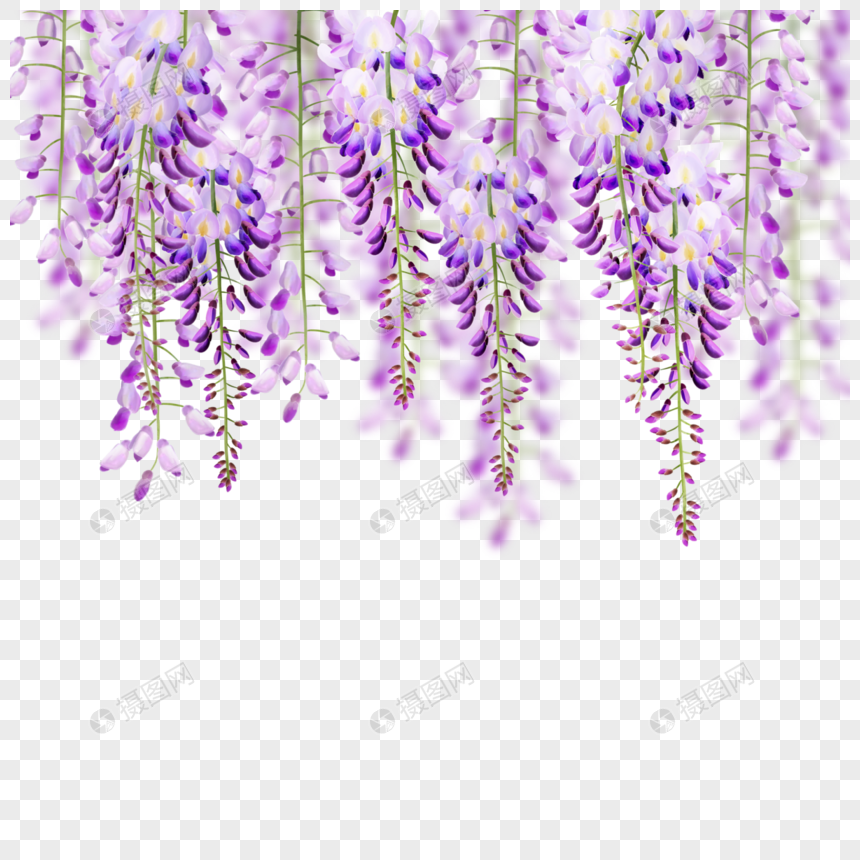 水彩紫藤花花卉植物图片