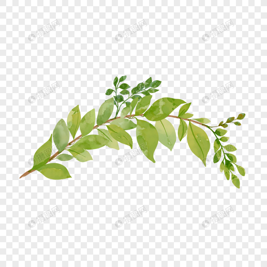 枝条装饰绿色叶子植物图片