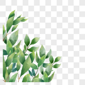 优雅植物画水彩尤加利叶边框图片