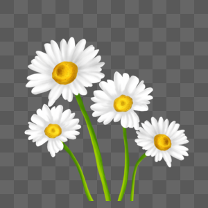 白色的小雏菊花束图片