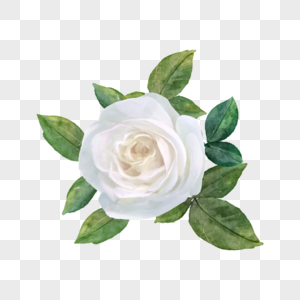 白玫瑰水彩婚礼花卉图片