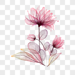 水彩透明花卉植物图片