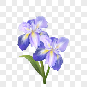 鸢尾花紫色的水彩花卉图片