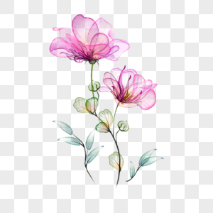 温柔水彩透明花卉图片