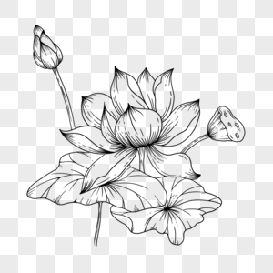黑白素描美丽的莲花高清图片