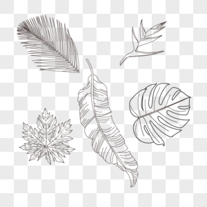 热带植物花卉叶子线稿通脱木叶椰子叶天堂鸟图片