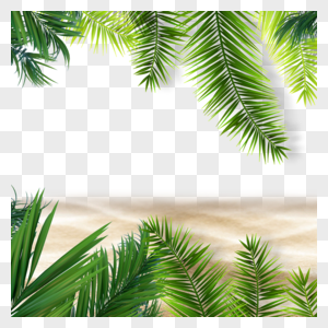 夏季热带背景绿叶植物沙滩图片