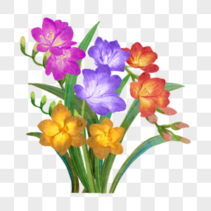 苍兰彩色花朵水彩花卉图片