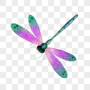 昆虫紫色蜻蜓水彩图片