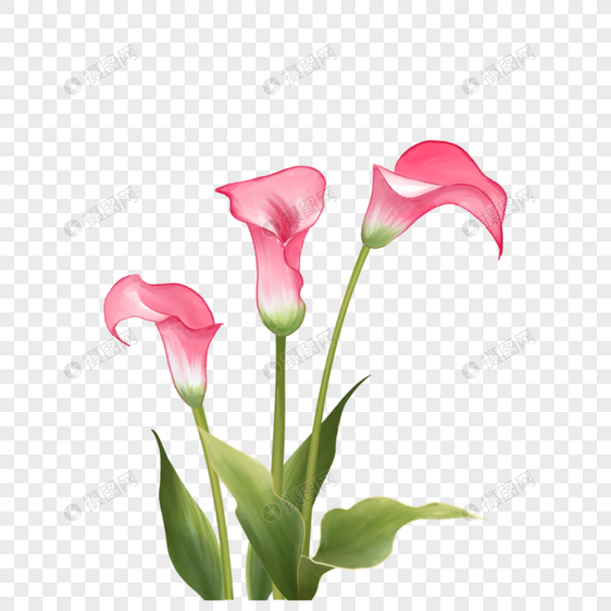 粉色马蹄莲水彩婚礼花卉图片