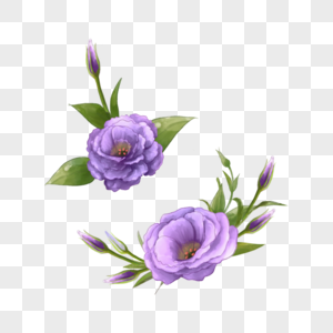 紫色洋桔梗花水彩剪贴画图片