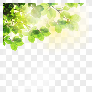 夏季热带树叶光效边框图片