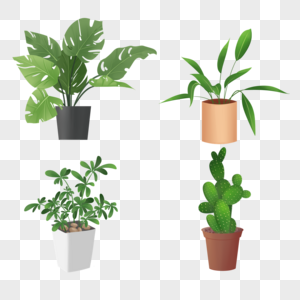室内绿植植物盆栽组合图片
