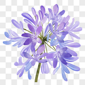 百子莲水彩花卉植物紫色花图片