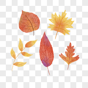 秋天水彩植物叶子图片