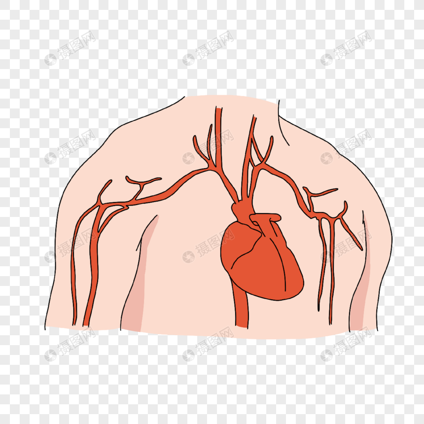 心脏病学心脏及冠状动脉插画图片